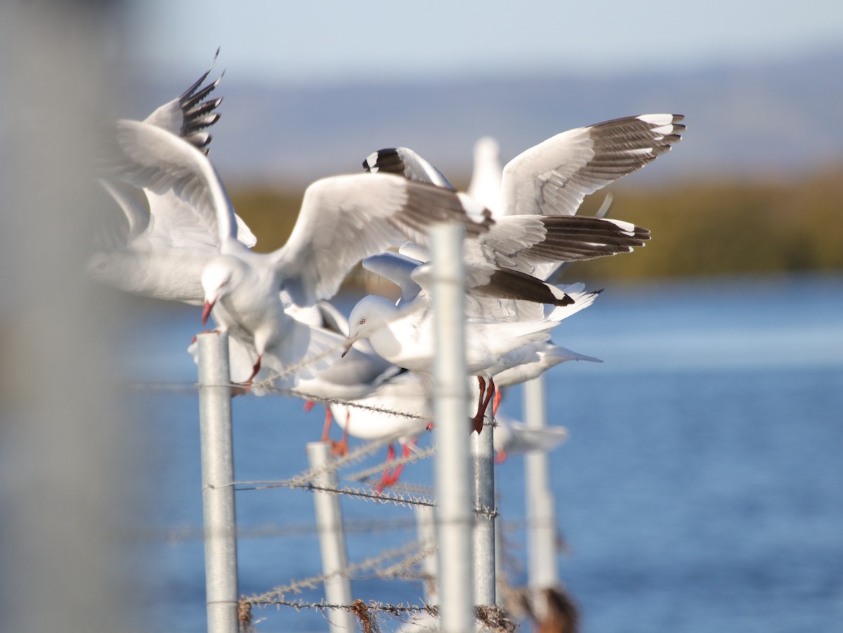 Silver Gull (Silver) - ML624072200