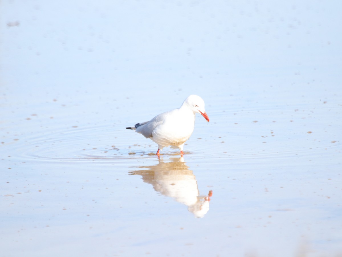 Silver Gull (Silver) - ML624072234