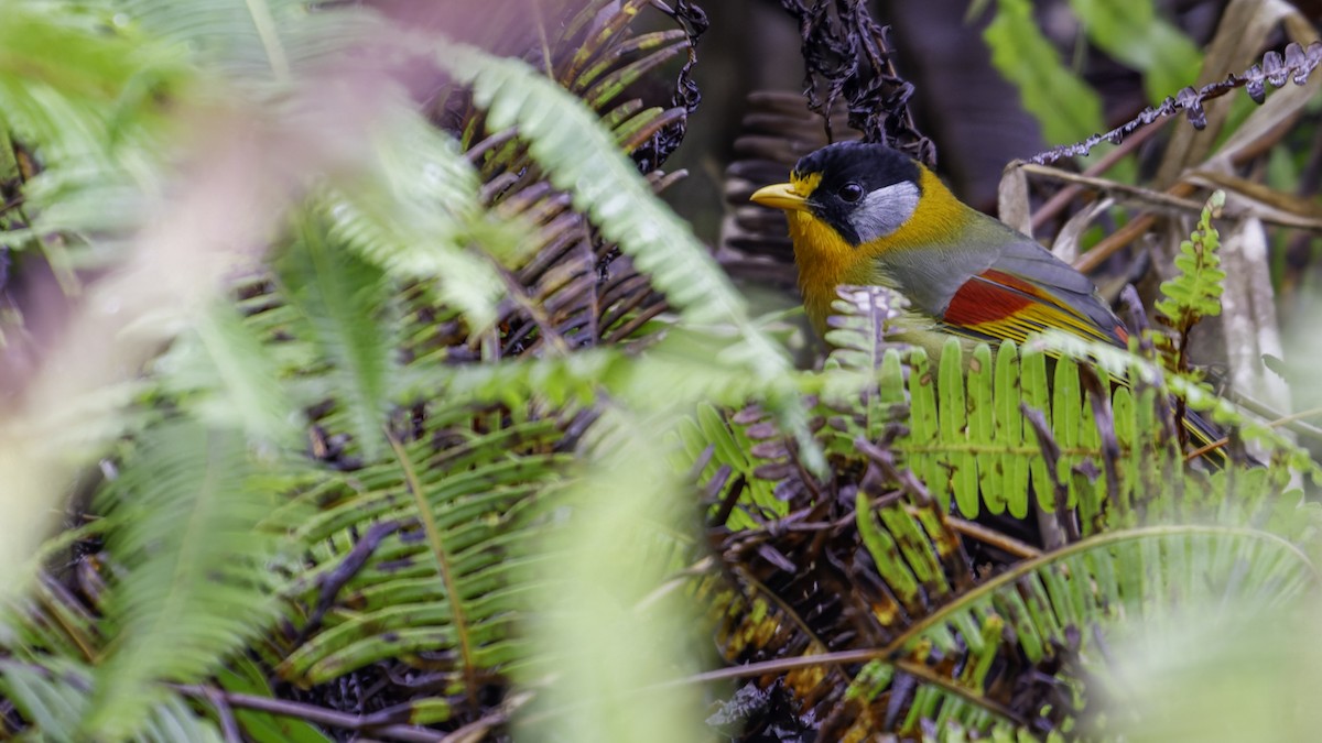 Silver-eared Mesia - Robert Tizard