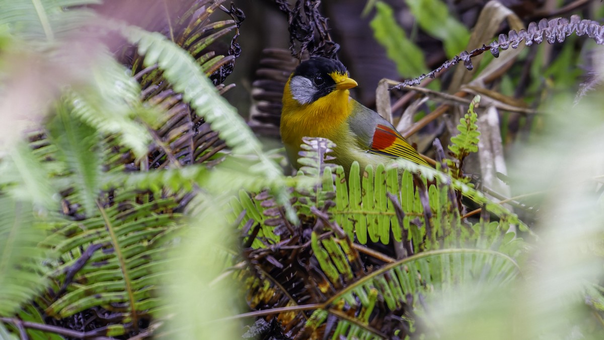 Silver-eared Mesia - ML624072247