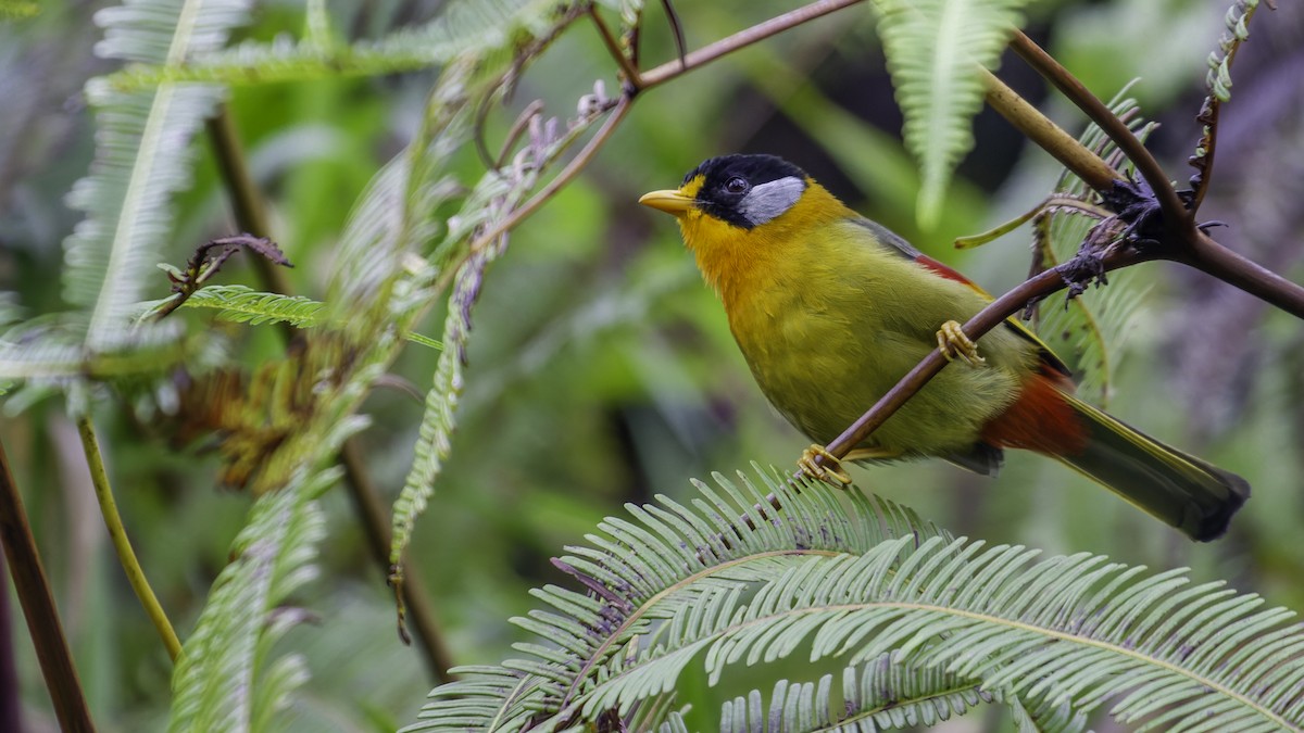 Silver-eared Mesia - ML624072248