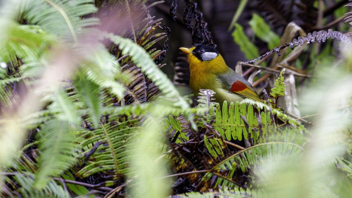 Silver-eared Mesia - ML624072250