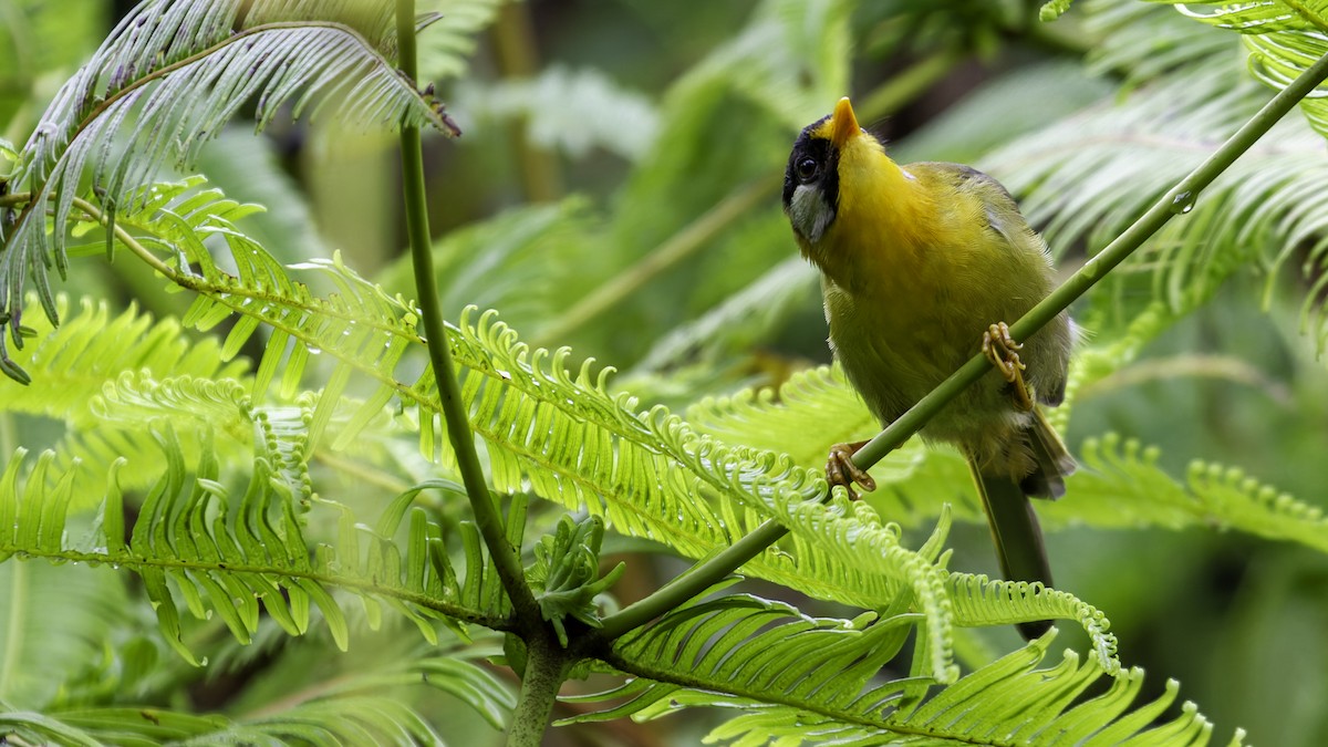 Silver-eared Mesia - ML624072251