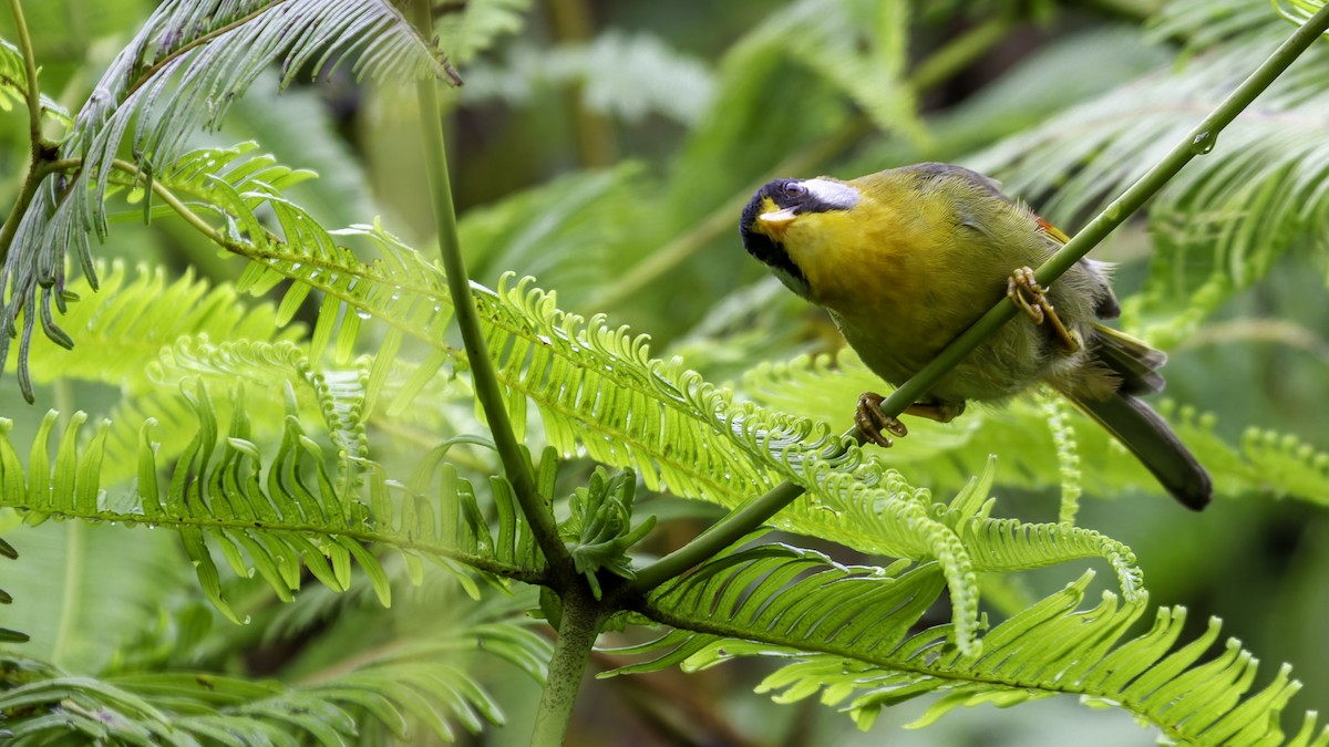 Silver-eared Mesia - ML624072252