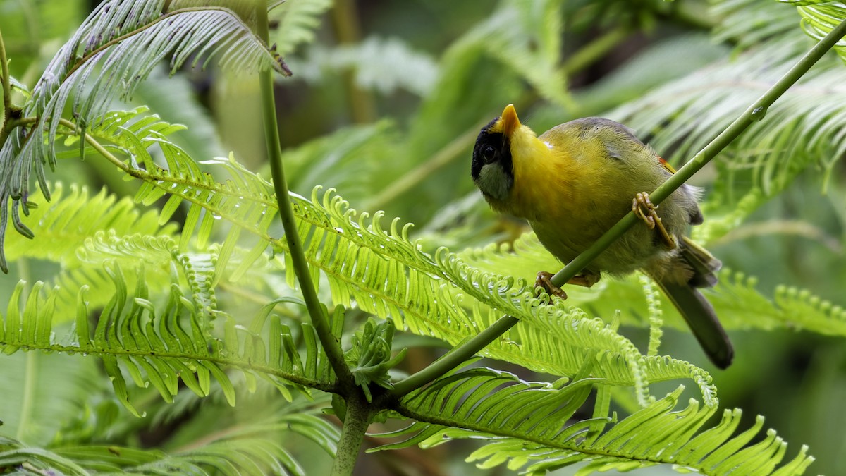 Silver-eared Mesia - ML624072253