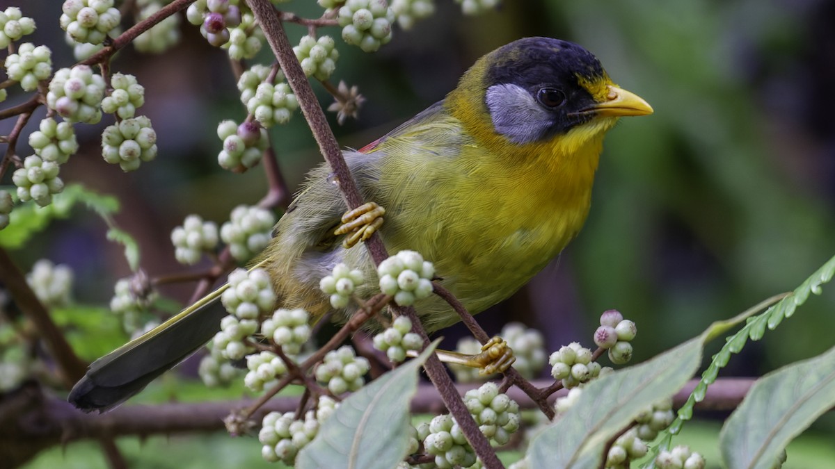 Silver-eared Mesia - ML624072264