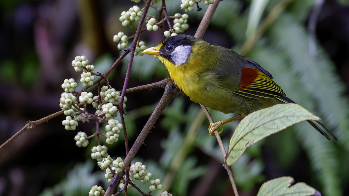 Silver-eared Mesia - ML624072265