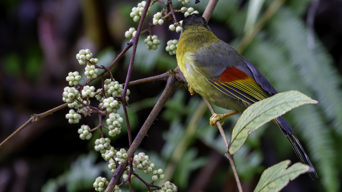 Silver-eared Mesia - ML624072266