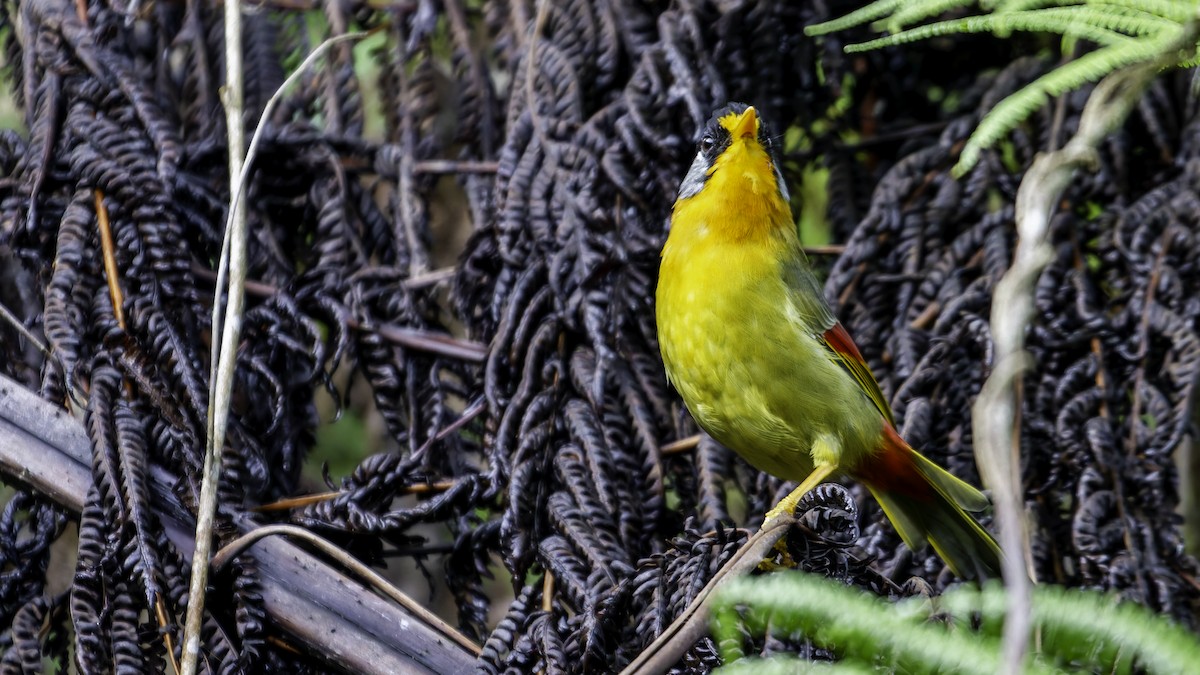 Silver-eared Mesia - ML624072267