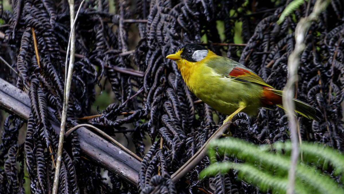 Silver-eared Mesia - ML624072268