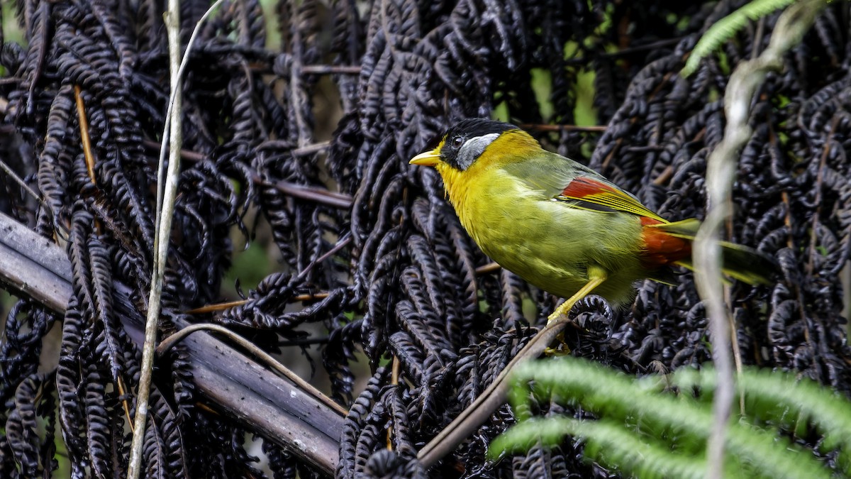 Silver-eared Mesia - ML624072269