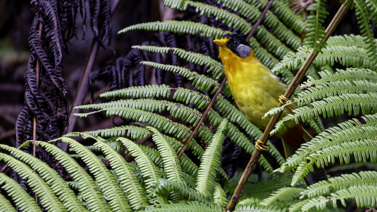 Silver-eared Mesia - ML624072271