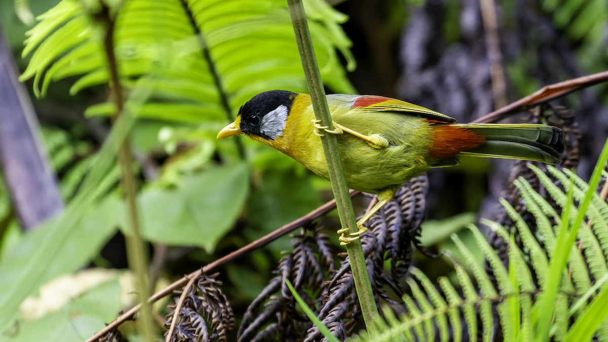 Silver-eared Mesia - ML624072273