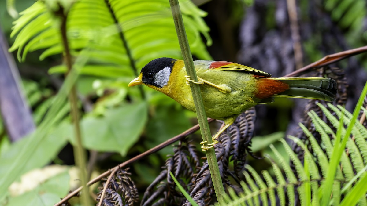 Silver-eared Mesia - ML624072274