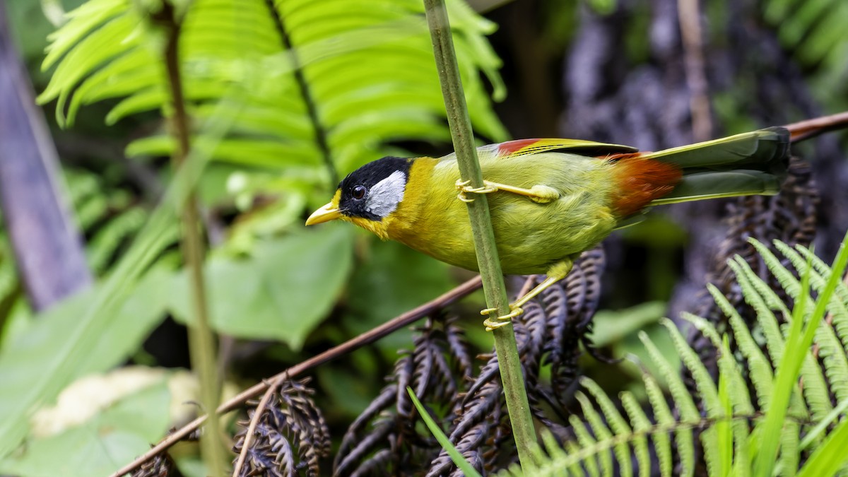 Silver-eared Mesia - ML624072275