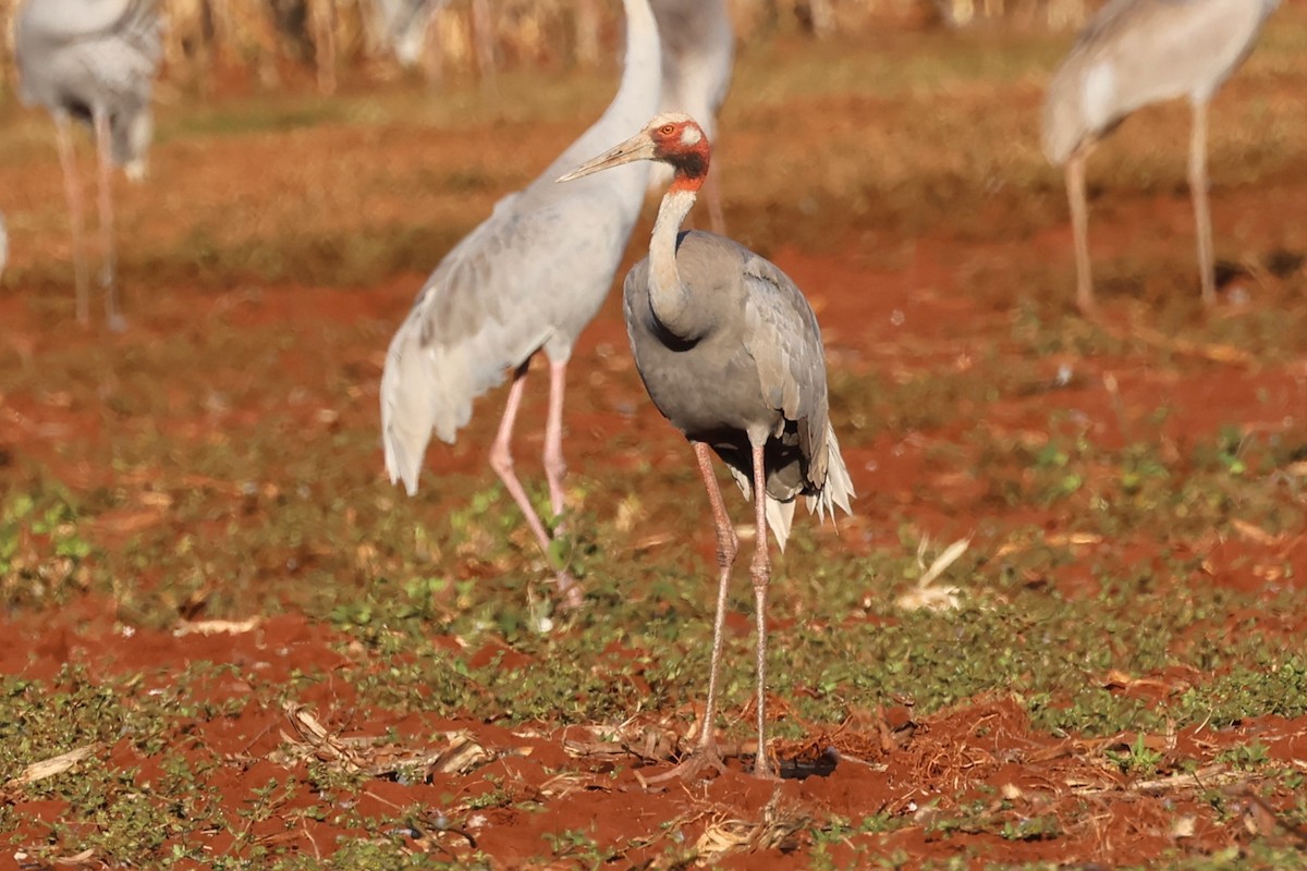 Sarus Turnası - ML624072310