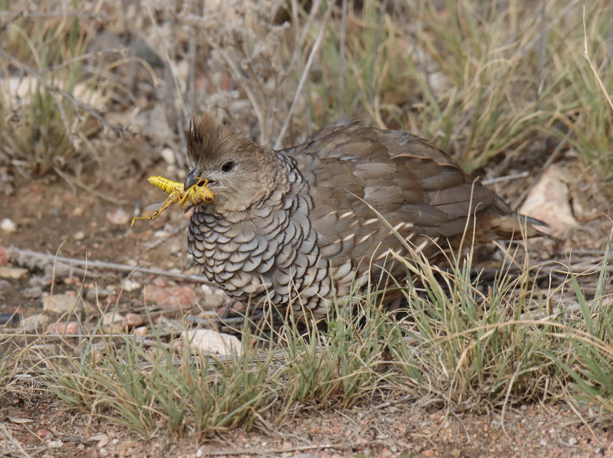 Scaled Quail - ML624072316