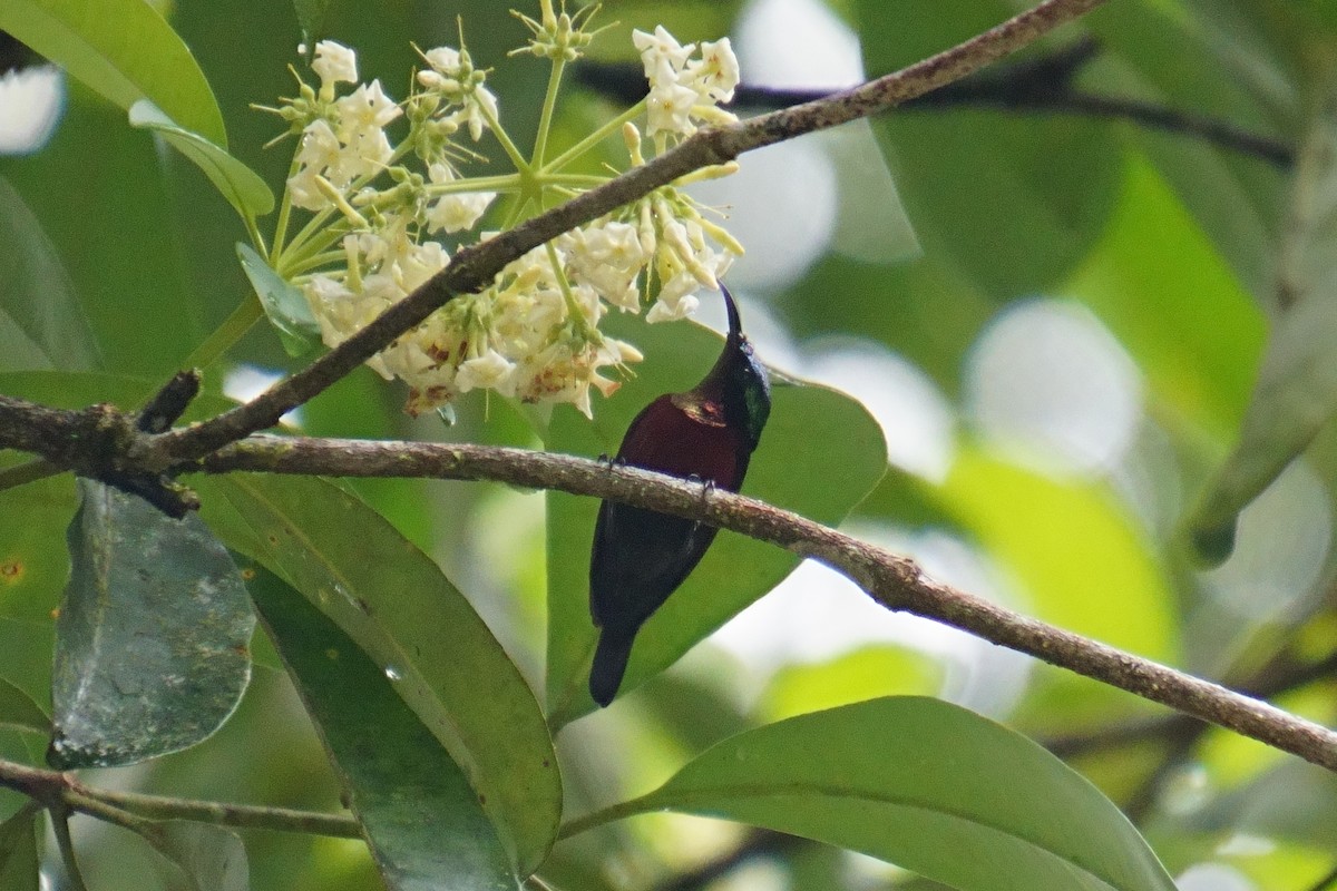 Van Hasselt's Sunbird - ML624072337