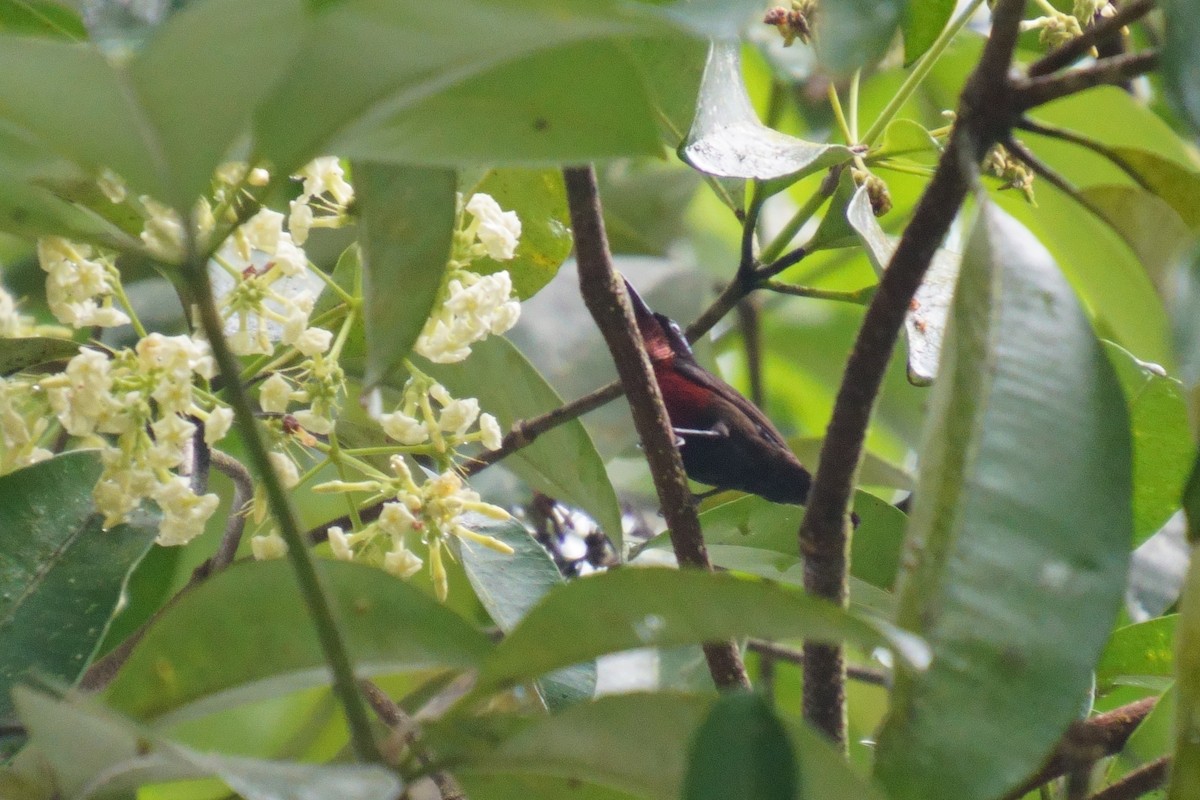 Van Hasselt's Sunbird - ML624072339