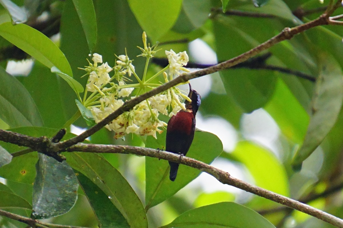 Van Hasselt's Sunbird - ML624072340