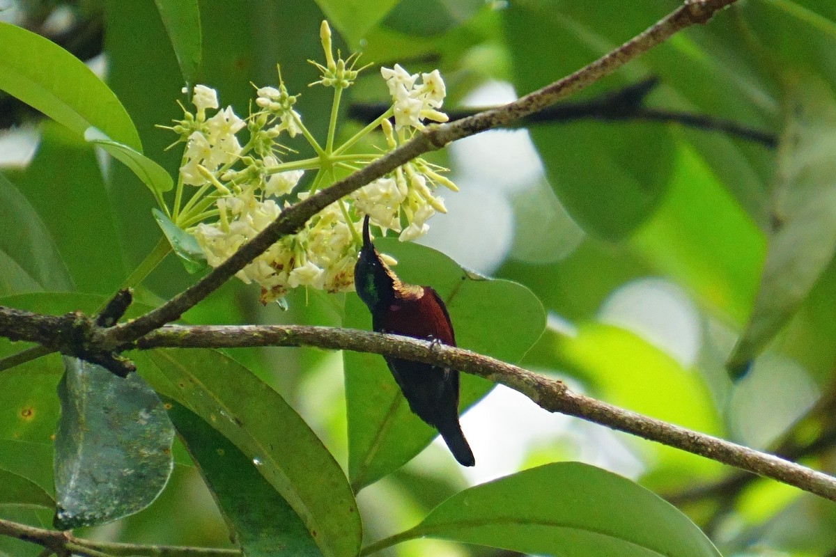 Van Hasselt's Sunbird - ML624072341