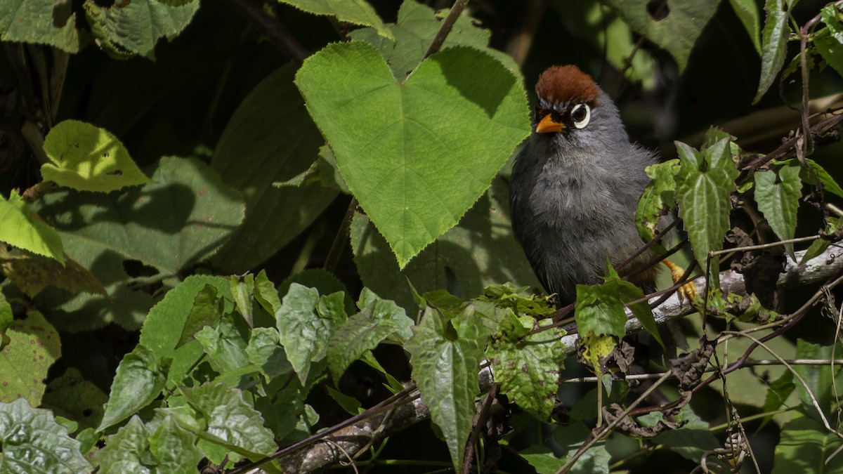 Chestnut-capped Laughingthrush - Robert Tizard