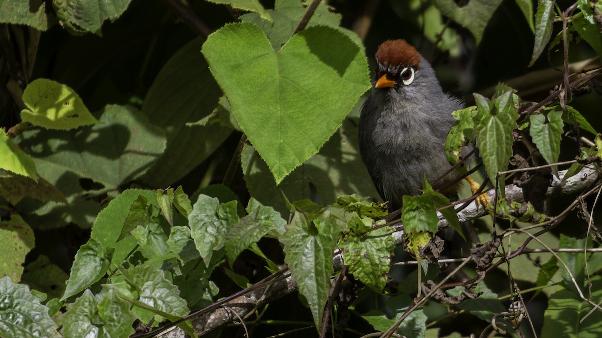 Chestnut-capped Laughingthrush - ML624072345