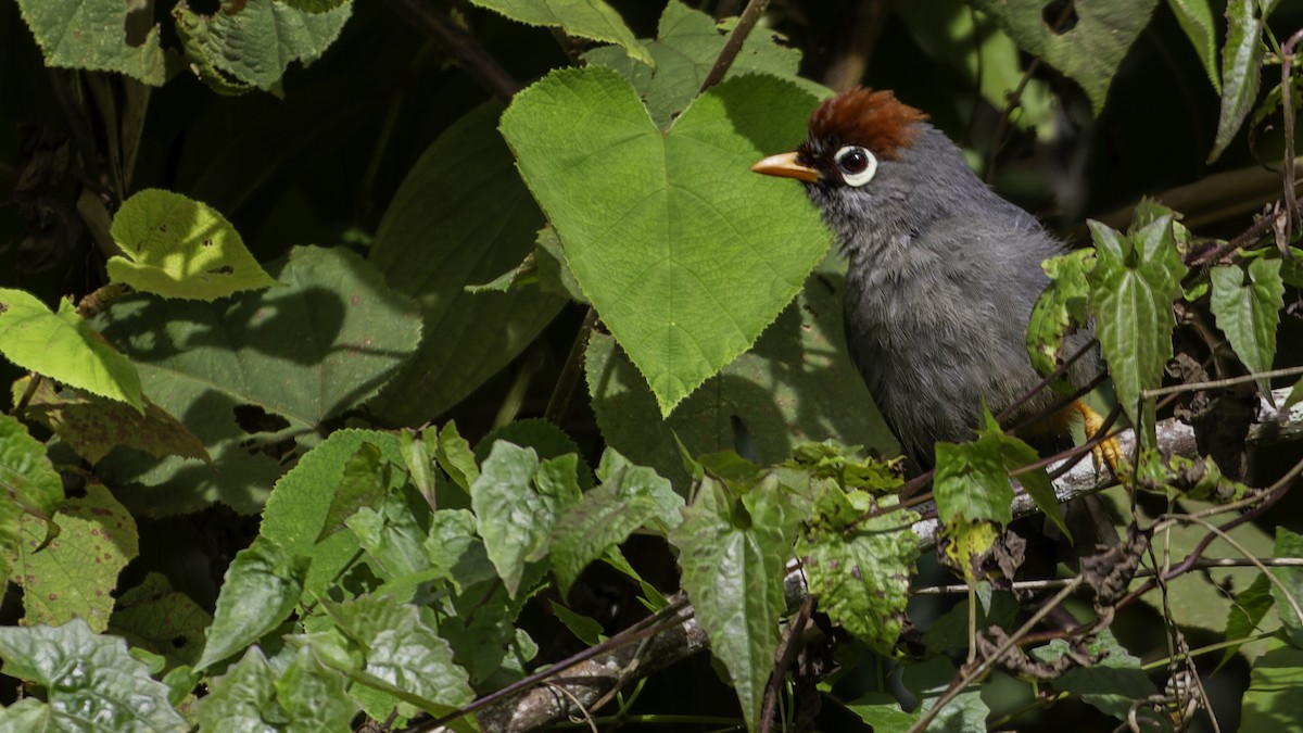 Chestnut-capped Laughingthrush - ML624072346