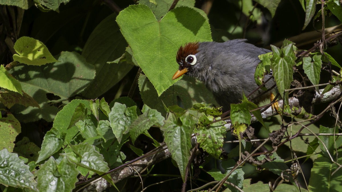 Chestnut-capped Laughingthrush - ML624072347