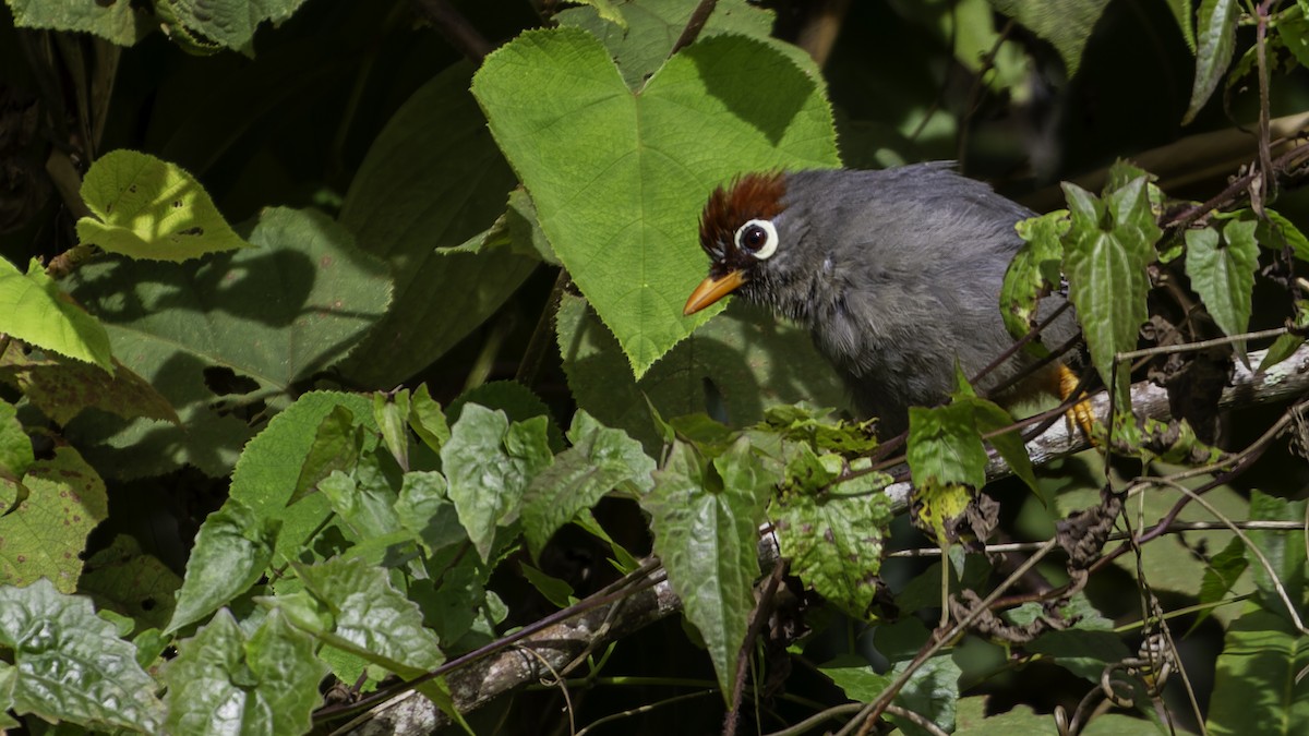 Chestnut-capped Laughingthrush - ML624072348