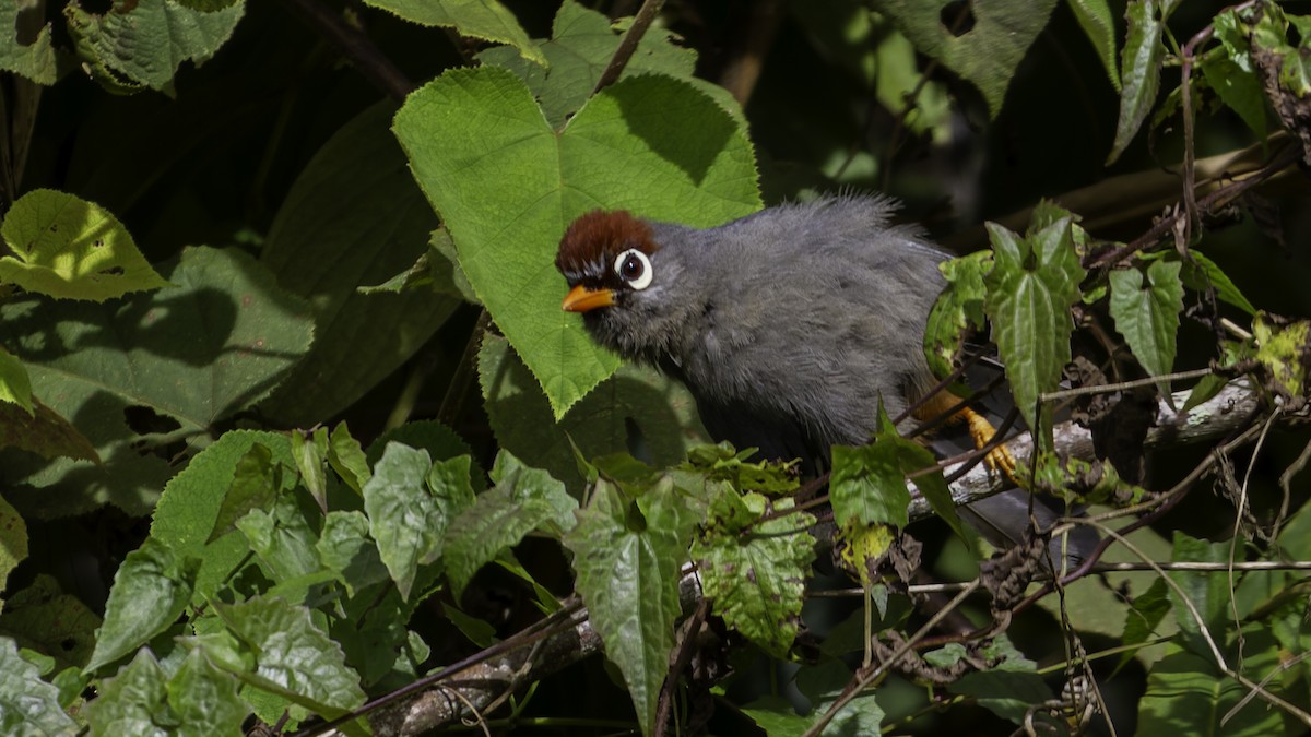 Chestnut-capped Laughingthrush - ML624072349