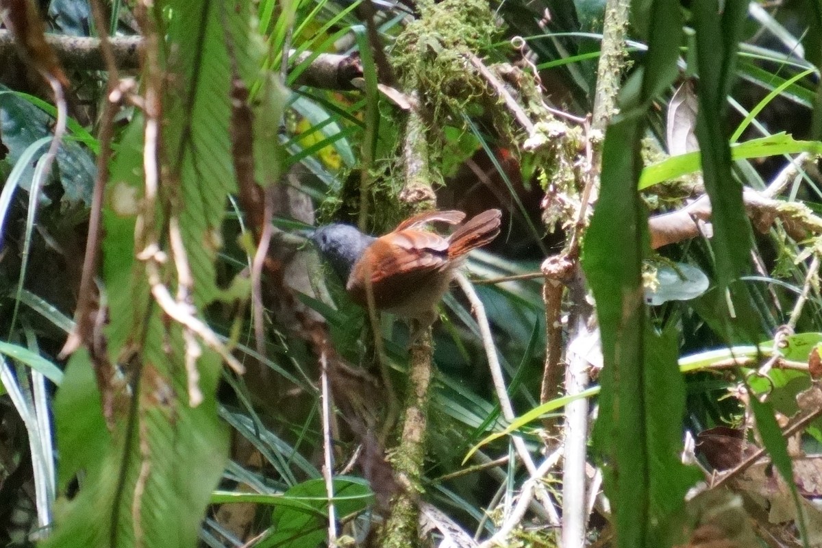 Gray-hooded Babbler - ML624072358