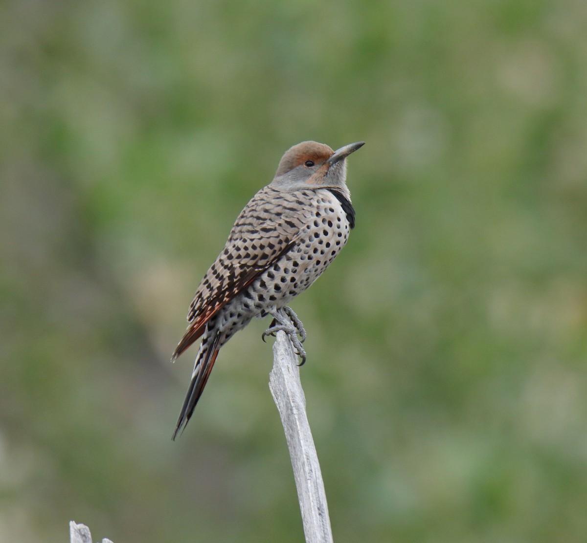 Northern Flicker - ML624072362