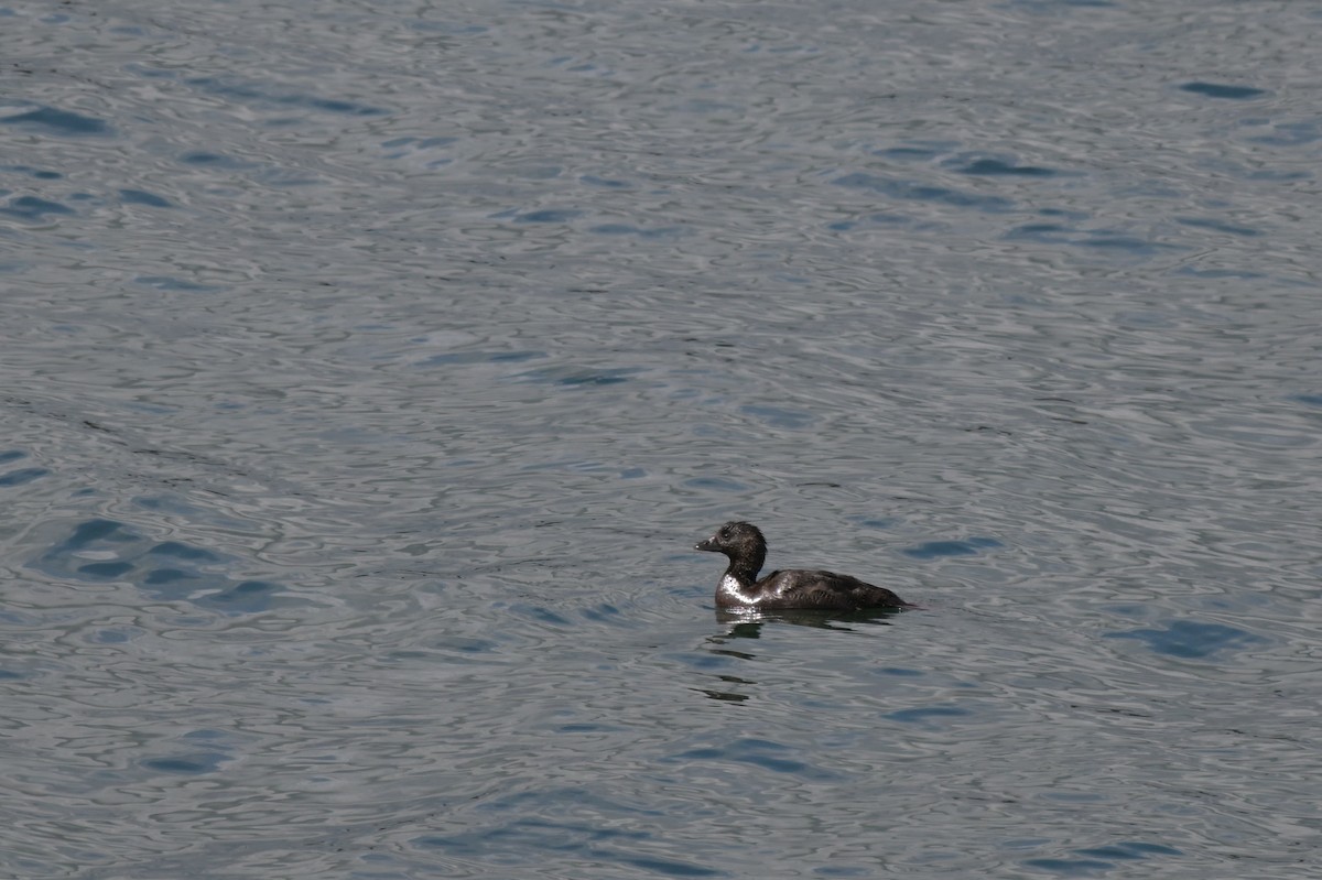 Musk Duck - ML624072382