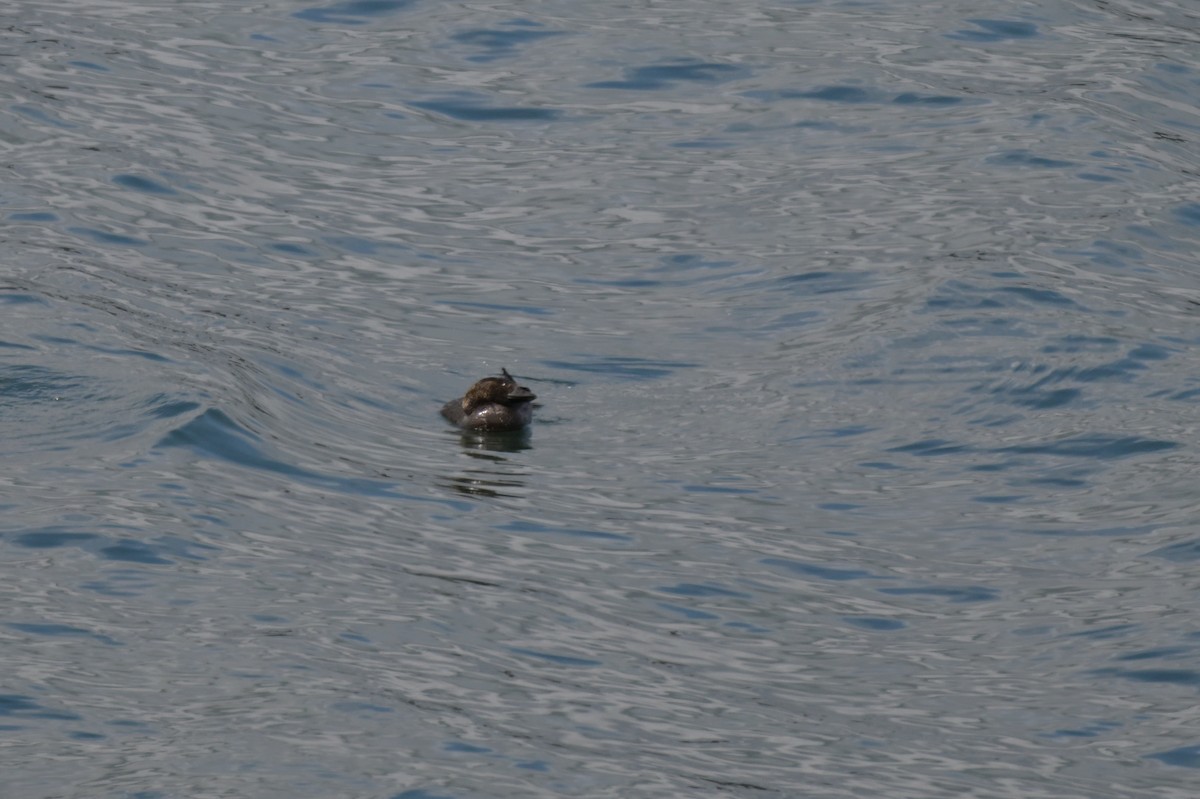 Musk Duck - ML624072387