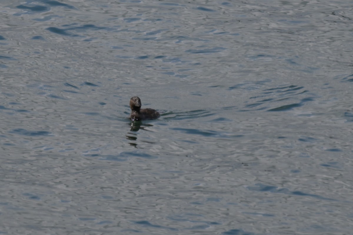 Musk Duck - ML624072390