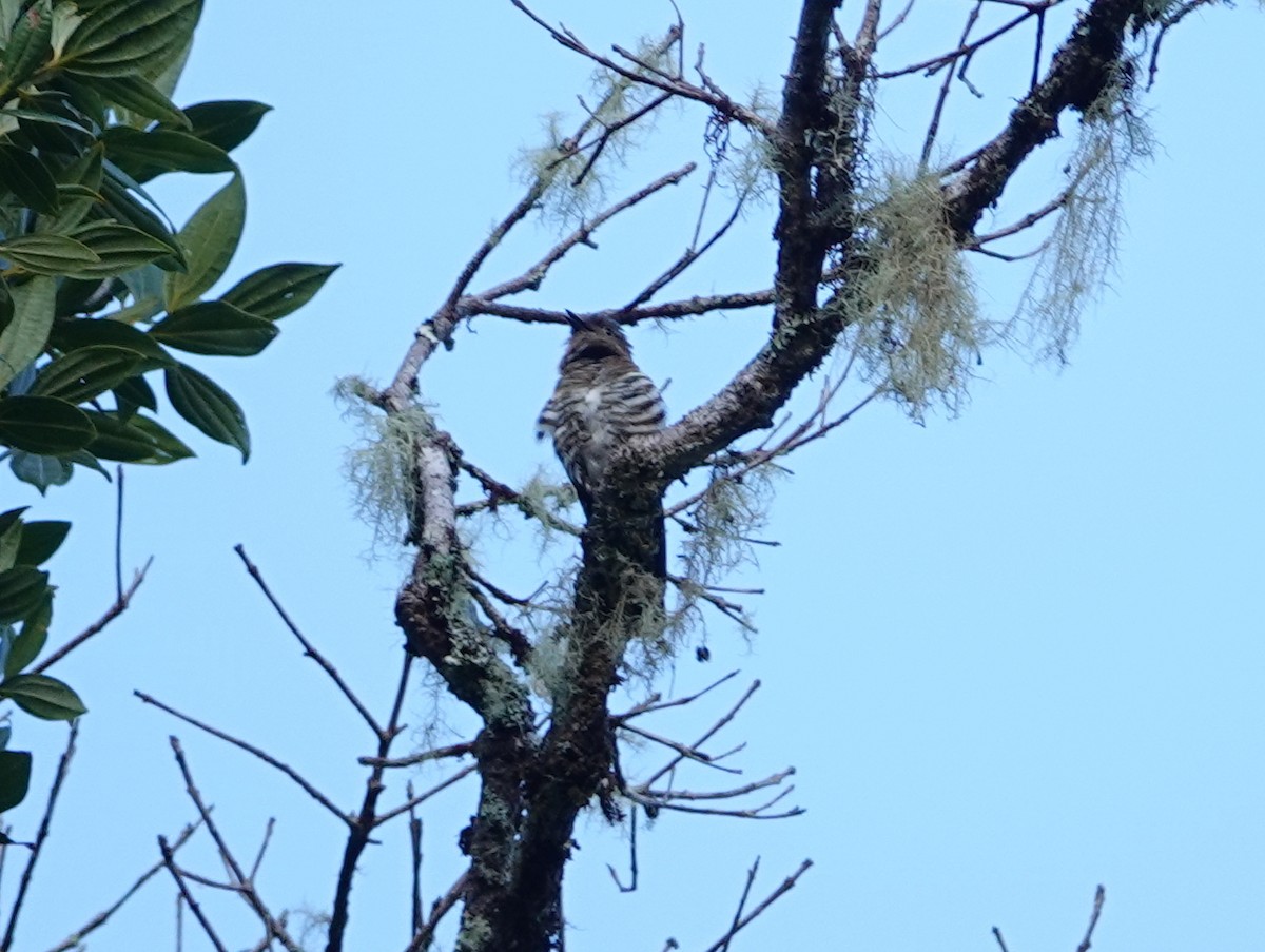 Rufous-throated Bronze-Cuckoo - ML624072392