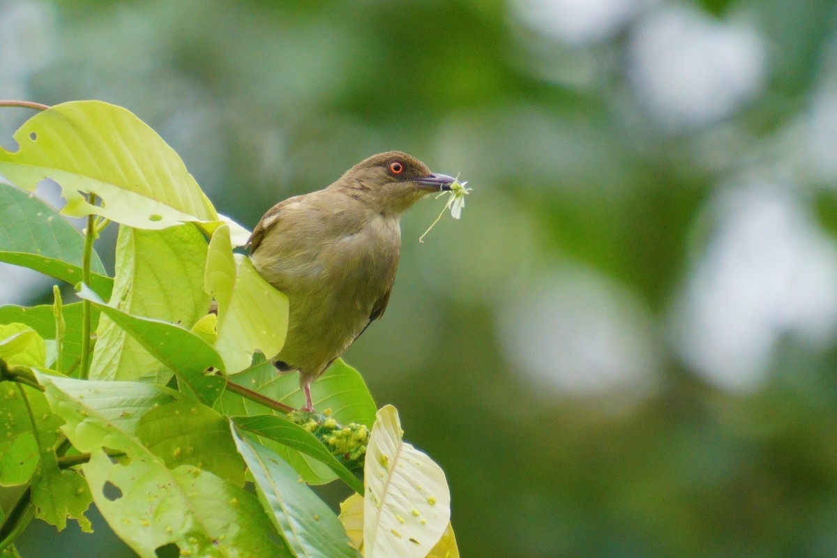 Red-eyed Bulbul - ML624072399