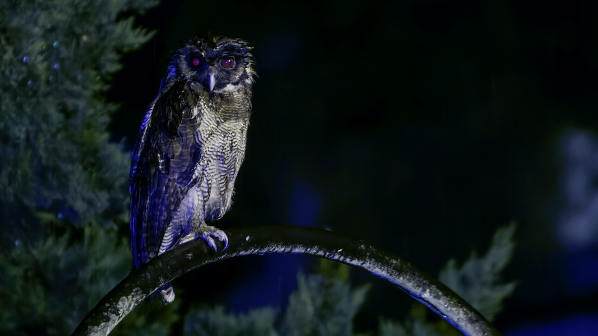 Brown Wood-Owl - Robert Tizard