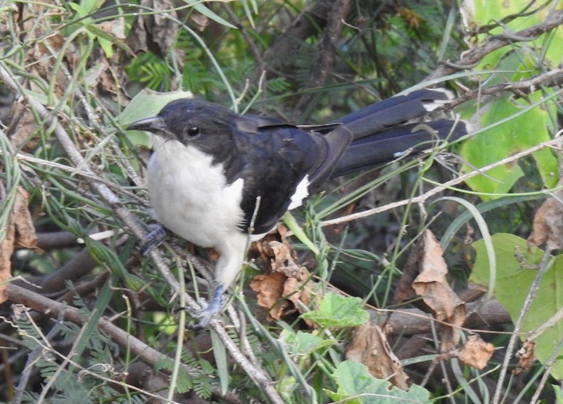 Pied Cuckoo - ML624072427