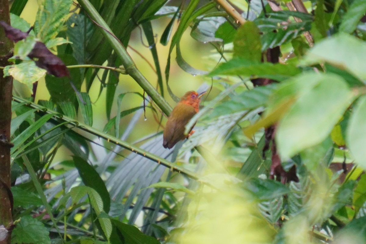 Rufous Piculet - ML624072428