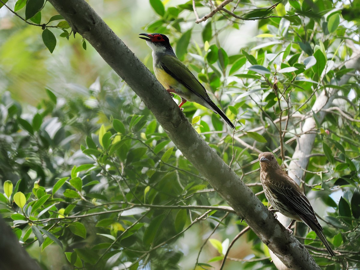 Australasian Figbird - ML624072444