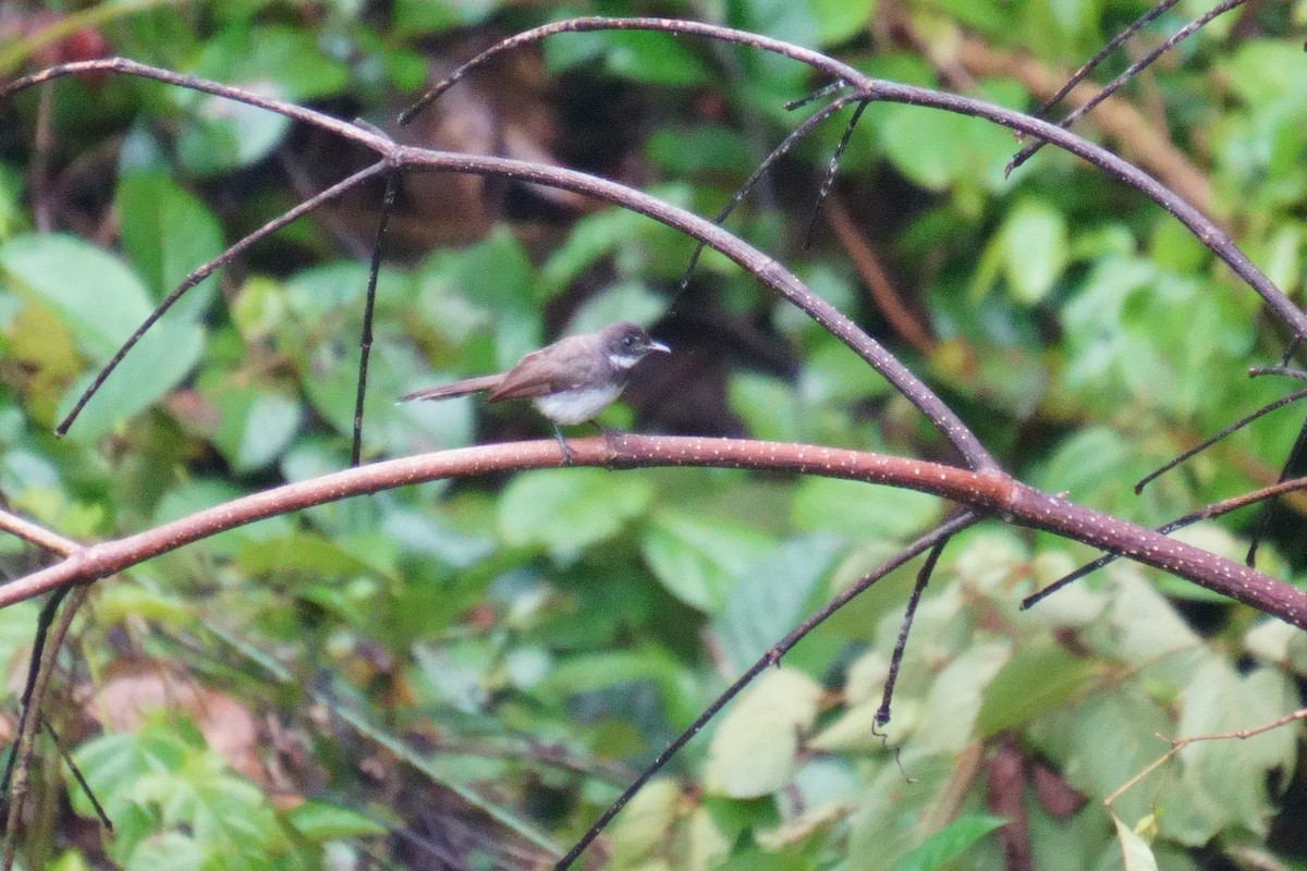 Malaysian Pied-Fantail - ML624072445