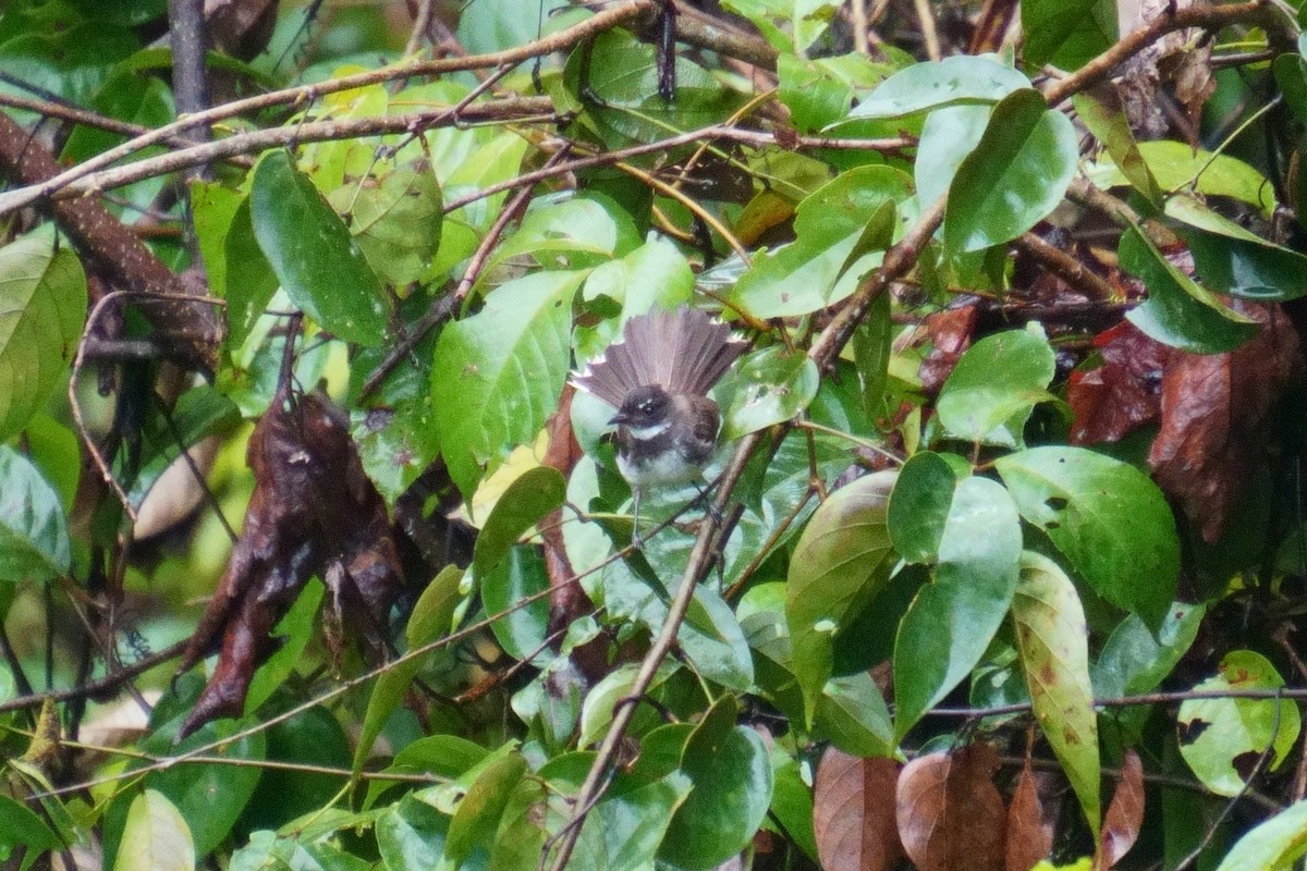 Malaysian Pied-Fantail - ML624072446