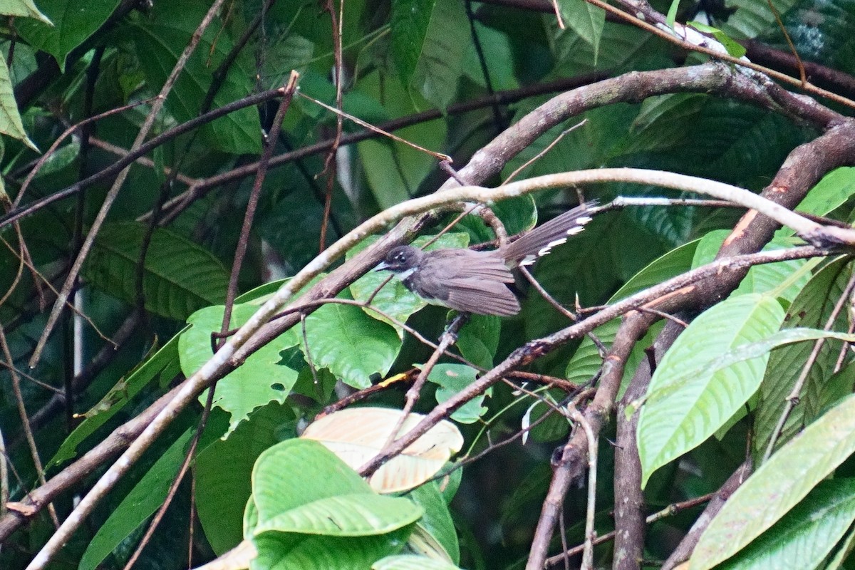 Malaysian Pied-Fantail - ML624072447