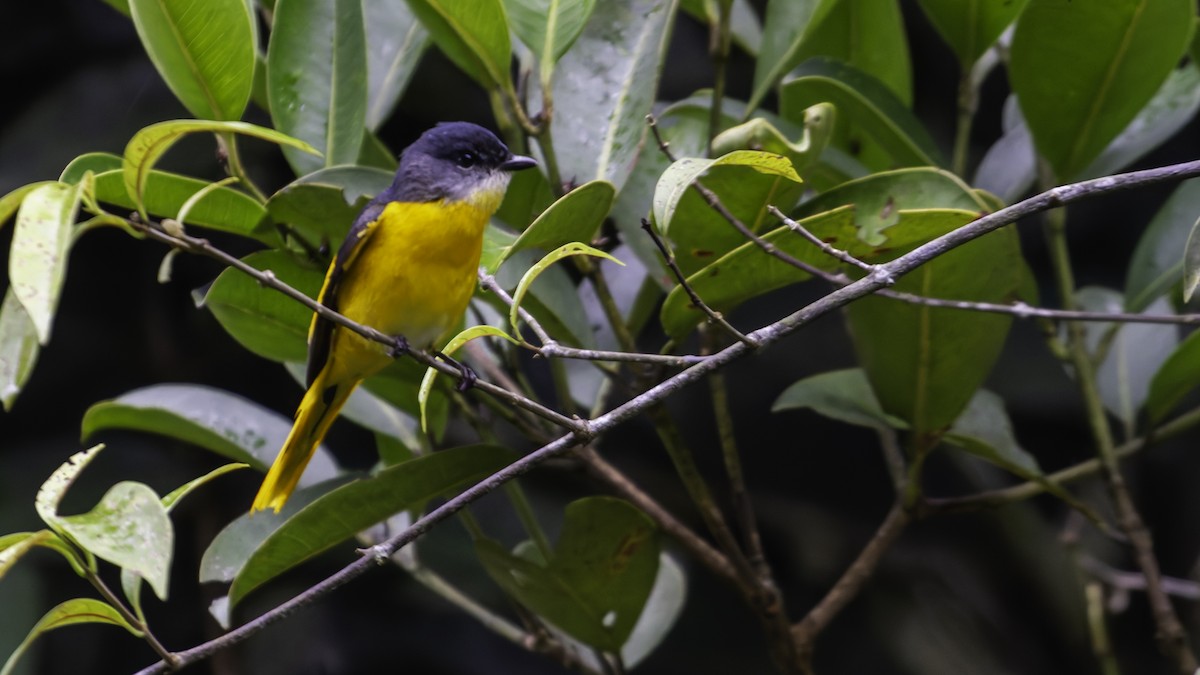 Gray-chinned Minivet - ML624072450