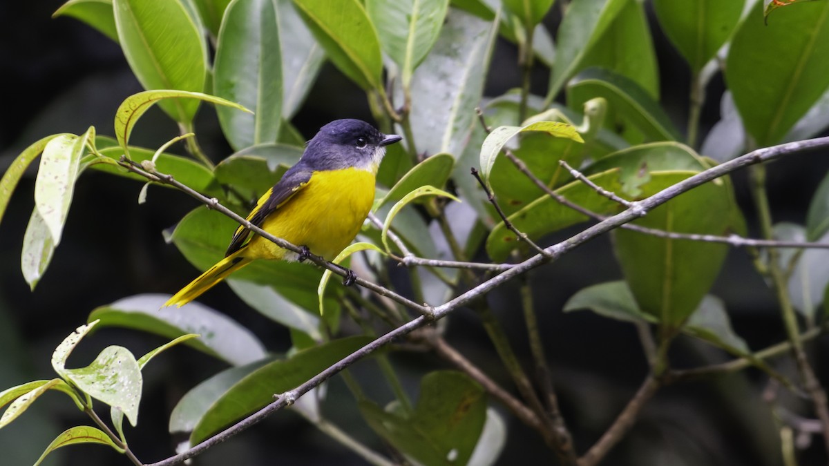 Gray-chinned Minivet - ML624072451