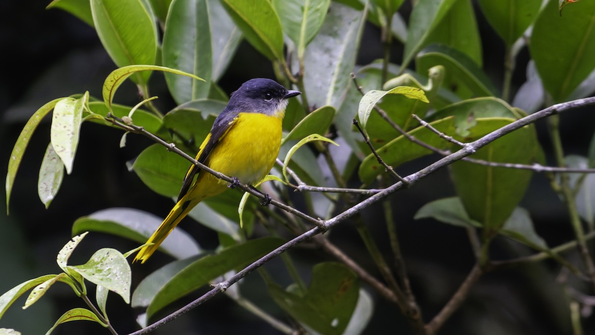 Gray-chinned Minivet - ML624072452