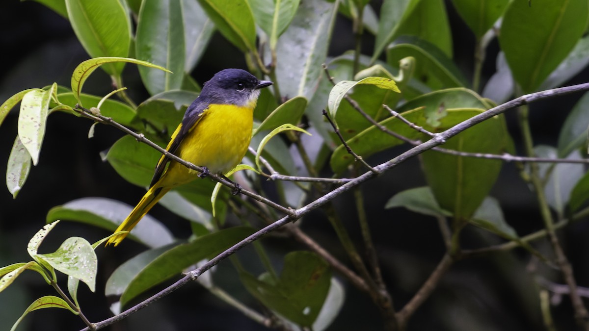 Gray-chinned Minivet - ML624072453