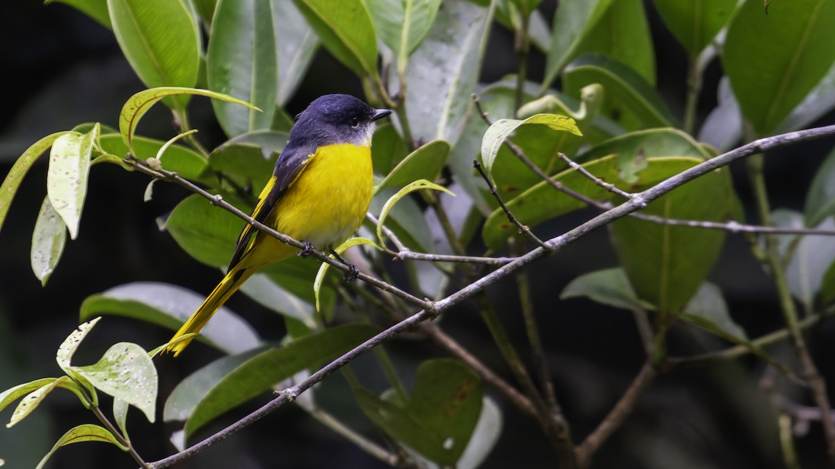 Gray-chinned Minivet - ML624072454